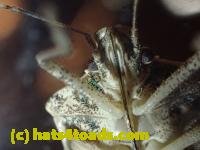 /home//u458753944/public_html/sourcegallery//////////Insects and small critters/aphids cicadas lanternflies and true bugs (Hemiptera)/PC250107.JPG
